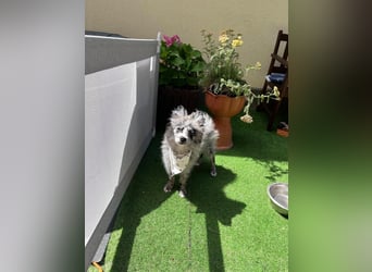 Lio – kleiner Spitz mit großem Herzen sucht ein liebevolles Zuhause