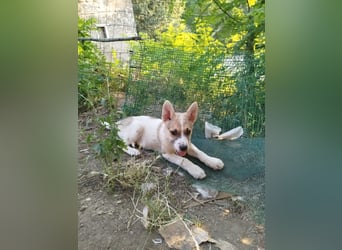 Pongo sucht sein für immer Zuhause