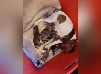 Zuckersüße Jack Russel- Dackel Welpen in liebevolle Hände abzugeben !