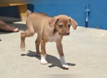 Galão, ein zarter Hundejunge, der Schutz und Geborgenheit sucht
