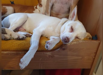 Rubio ein kleiner Schatz sucht ein neues Heim