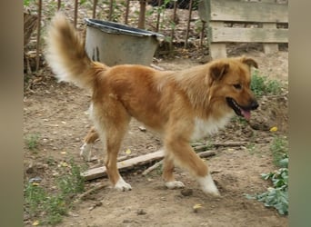 Charly Brown