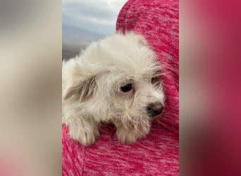 Malteser-(Mix-)Freunde aufgepasst, hier kommt unser Jinxy!