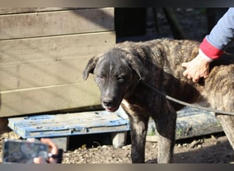Jackpot - ein majestätischer Doggen-Mix sucht sein Königreich