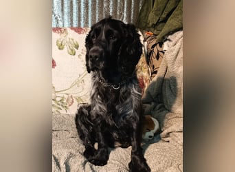 RESERVIERT Tachappy sucht ein neues Zuhause