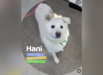 Hani – Kleine Herzenswolke sucht ein Zuhause voller Liebe