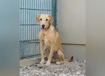 Charlie - Weit mehr als Ecken und Kanten (07806 Weira)