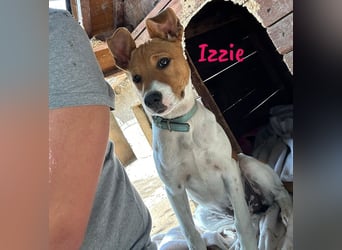 Izzie geb. 02/2025 (ESP) - aufgeschlossene, clevere Bodeguero-Mix Welpin!