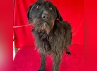 Maya, Schnauzer-Mix, Hündin, geb. 14.10.2020, ca. 42 cm, ca. 12 kg