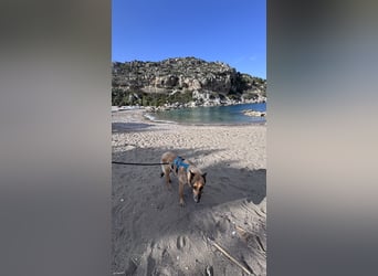 Schäferhundmix MADDOX sucht seine eigene Familie!