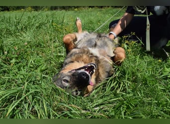 Liebevolle Hündin Taya❤️sucht Pflege- oder Endstelle