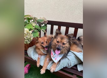 Lilo SR – Verspielte Spitzdame sucht liebevolles Zuhause