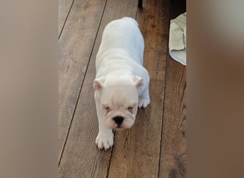 Englische Bulldoggen welpen Top Pedigree FCI