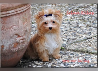 Yorkshire Terrier Hündinnen u. Rüden