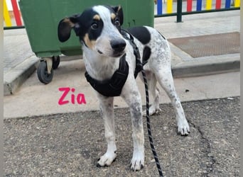 Zia 06/2024 (ESP) - menschenbezogene, süße Epagneul Breton-Bodeguero-Mix Welpin!