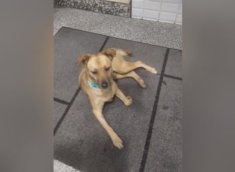 GOLDY sucht ihr Traumzuhause