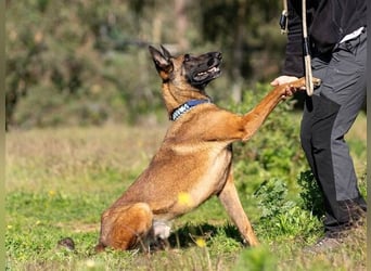 Starky (Spanien) - wunderschöner Malinois sucht aktive Menschen