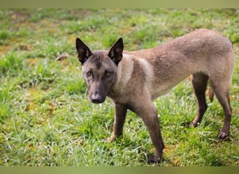 KARA - wer zeigt der hübschen Maus, wie schön ein Hundeleben sein kann?