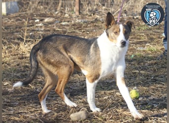 Ziggy sucht ein Zuhause