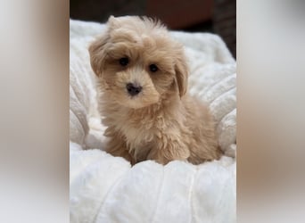 Maltipoo Malteser Toy Pudel Mix Welpen