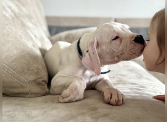 NEUE Welpen sind da.. die reinrassigen Dogo Argentinos mit Ahnenpass