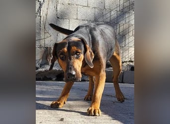 Levi ❤️ Notfell- verspielt+ aufgeschlossen