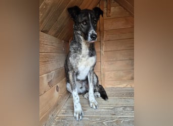 Flint - Hundeflüsterer gesucht