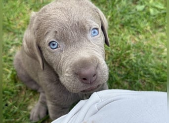 Labrador Welpen Arbeitslinie Silber Weiß Rüde Düsseldorf NRW Kleinanzeige
