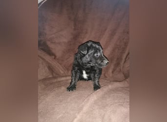 Sidney, Black Baby freut sich auf Dich!