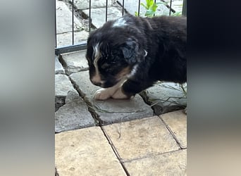 BernerSenne/ Australian Shepard