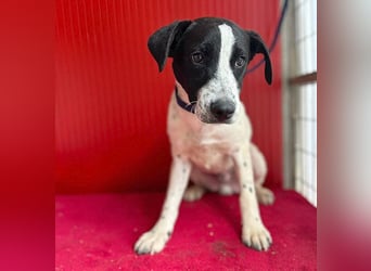 ❤️ zarte Hundeseele SAMMY - 8 Monate, 40cm/11kg - Mischling