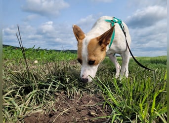 AVANI sucht ein Zuhause