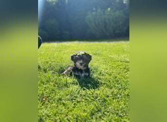 2 zuckersüße Maltipoo Welpen - Hündin