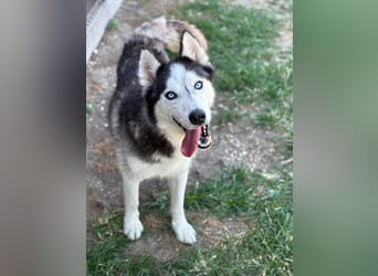 Husky Zeus