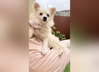 Emma SR – Kleine Hündin sucht liebevolles Zuhause