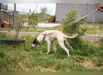 Mila - sanftes Jagdhundherz sucht sportliches Zuhause
