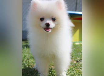 Zwergspitz Pomeranian Welpen in verschiedenen Farben mit Papieren
