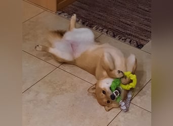 Erstklassige Shiba Inu Zucht in Sachsen