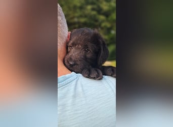 Labradoodle Welpen