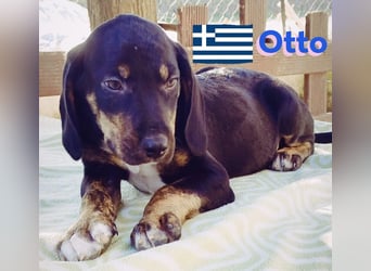Otto, 01/25 - aktives Schlappohr sucht Familie