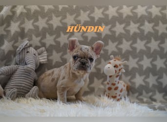 Bezaubernde  & Freiatmende Französische Bulldogge Babys auf Familiensuche