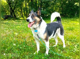 Mischka ist ein freundlicher Begleiter mit Zuckerschockgarantie