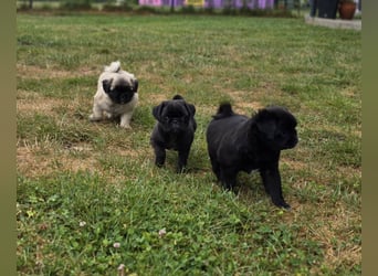 Mops Welpen
