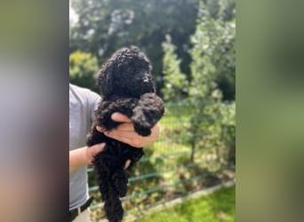 Wunderschöne Cockapoo/Cockerpoo Mädchen!!! Abgabebereit.