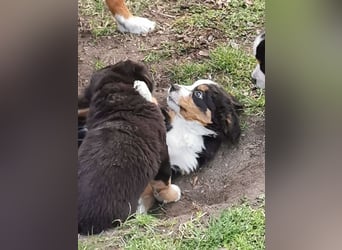 Berner Sennen Welpen