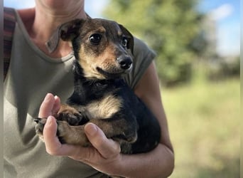 Chip 269814: Hundekind sucht ein Zuhause