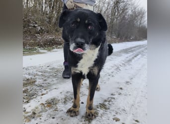 Rosie ein Engel auf Erden