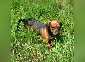Wunderschöne Dackel Welpen