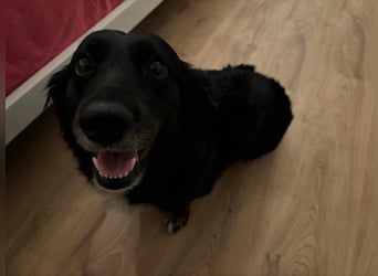 Mazli, geboren 01.01.2020, 36cm sucht ihr Zuhause