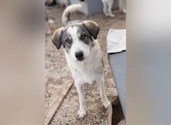 Balou, geb. ca. 05/2022, lebt in GRIECHENLAND, im städt. Tierheim Serres